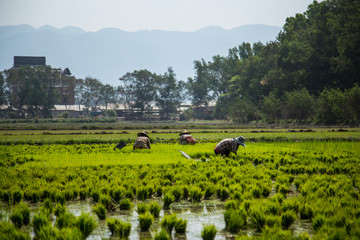 Inle Lake, Myanmar »; March 2018: Rice cultivation workers in the town of Inle Lake