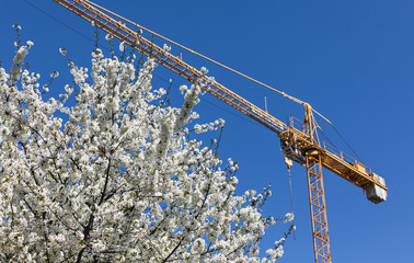 Construction crane with a spring flowering trees