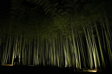 ライトアップされた竹林