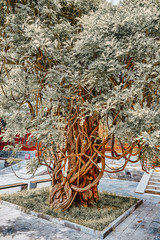 Old tree near Temple of Confucius at Beijing - the second largest Confucian Temple in China.