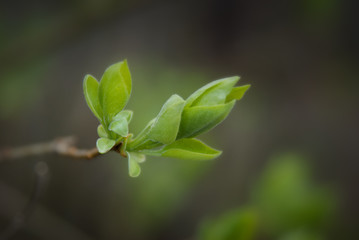 Young green leaves on a tree branch in cloudy weather close-up.