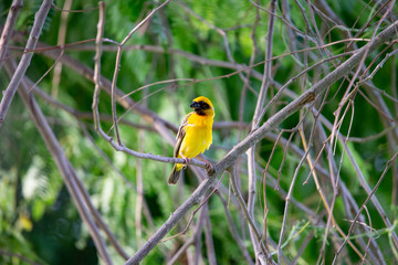  Asian golden weaver on a branch