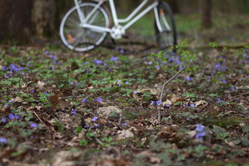 bike ride through the spring forest.blooming snowdrops 