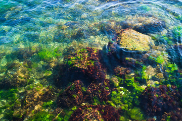 A reef off the Adriatic coast and underwater rocks covered with green and red algae.