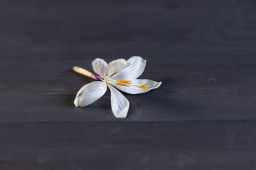 White crocus flower on black wooden background