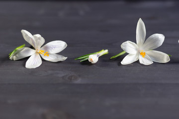 White fresh crocus flowers on black wooden background