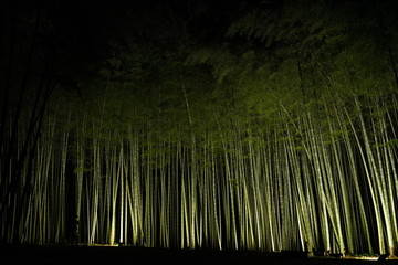 ライトアップされた竹林