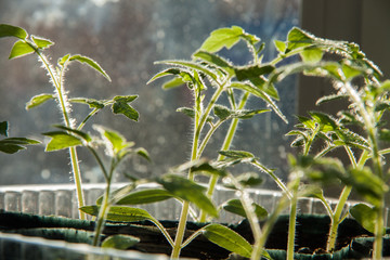 Tomato Seedlings grow up on window sill.Sunny day.