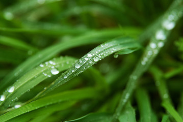 Raindrops on green grass in the garden close-up.