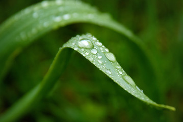 Raindrops on green grass in the garden close-up.