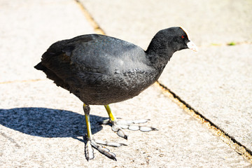 Eurasian Coot picking on a way