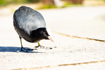 Eurasian Coot picking on a way