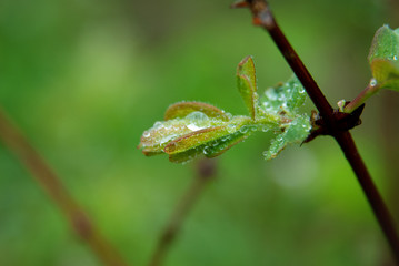 Young green leaves of a plant in raindrops close-up.