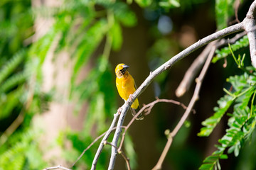  Asian golden weaver on a branch