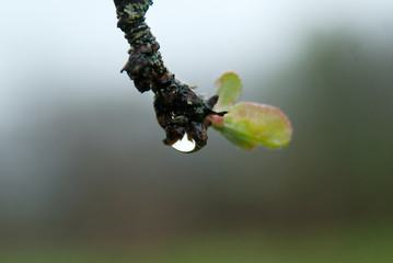 Tree branches with raindrops in the garden close-up.