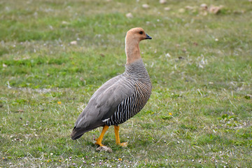 Female upland goose in  East Falkland
