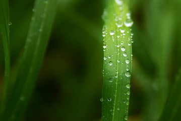 Raindrops on green grass in the garden close-up.