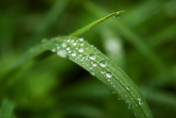 Raindrops on green grass in the garden close-up.
