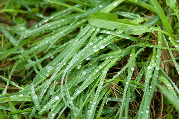 Raindrops on green grass in the garden close-up. Grass texture.