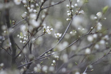 Cherry tree branch close up with blurred background