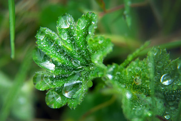 Green leaf with raindrops inside in the garden close-up.