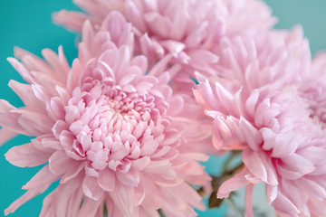 Pink chrysanthemums on cyan background - studio photo