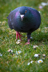 pigeon on the grass