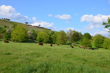 cows in the mountains
