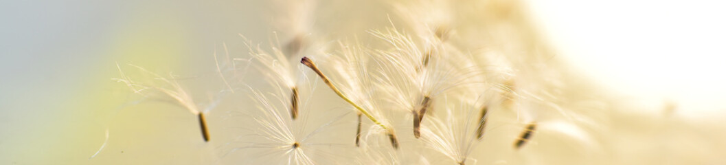 Closeup dandelion seeds on blurred whith ray of light. web banners consepts. HD Image and Large Resolution. can be used as background and wallpaper