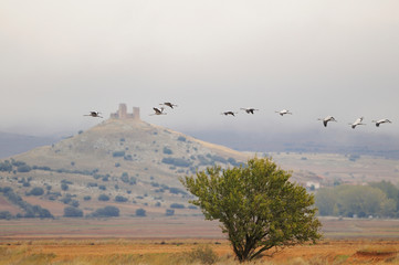 Group of Common Cranes in the Fog