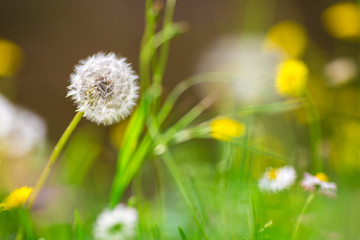 pissenlit et bouton dors dans le jardin 