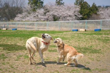 世界の名犬牧場_ゴールデンレトニエル