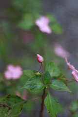 Pink flower bud in the garden