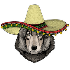 Wolf portrait. Sombrero mexican hat. Head of wild animal.