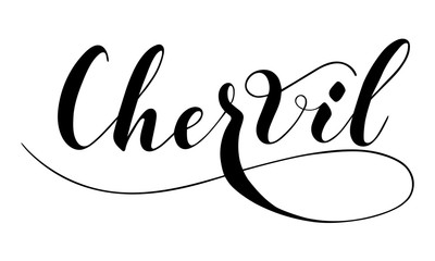 Vector hand written chervil text isolated on white background. Kitchen healthy herbs and spices for cooking. Script brushpen lettering with flourishes. Handwriting for banner, poster, product label