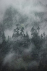 Pine forest on a mountainside in the fog