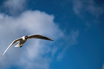 seagull in flight