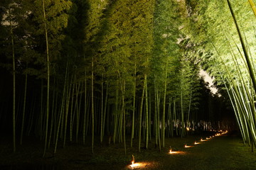 ライトアップされた竹林
