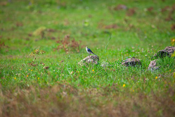 little bird standing on the stone at the green meadow 