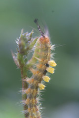 caterpillar on a branch