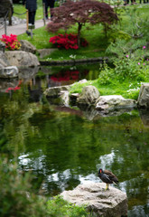 Fototapeta na wymiar bird in the pond