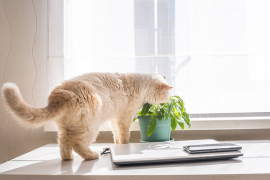 Beige domestic cute cat eats green leaves of a houseplant in a pot
