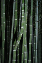 ライトアップされた竹林