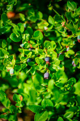 blueberry bushes with indigo ripe berries in Finland