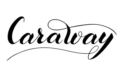 Vector hand written caraway text isolated on white background. Kitchen healthy herbs and spices for cooking. Script brushpen lettering with flourishes. Handwriting for banner, poster, product label