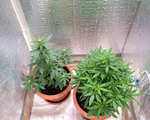 two bushes of marijuana in pots in a grow box grow at home
