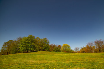 park landscape hills with tree