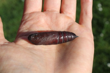 Puppe eines Schmetterlings