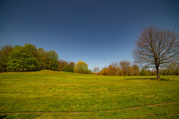 park landscape hills with tree