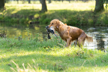 A yellow golden retriever fetching a duck for his owner the hunter